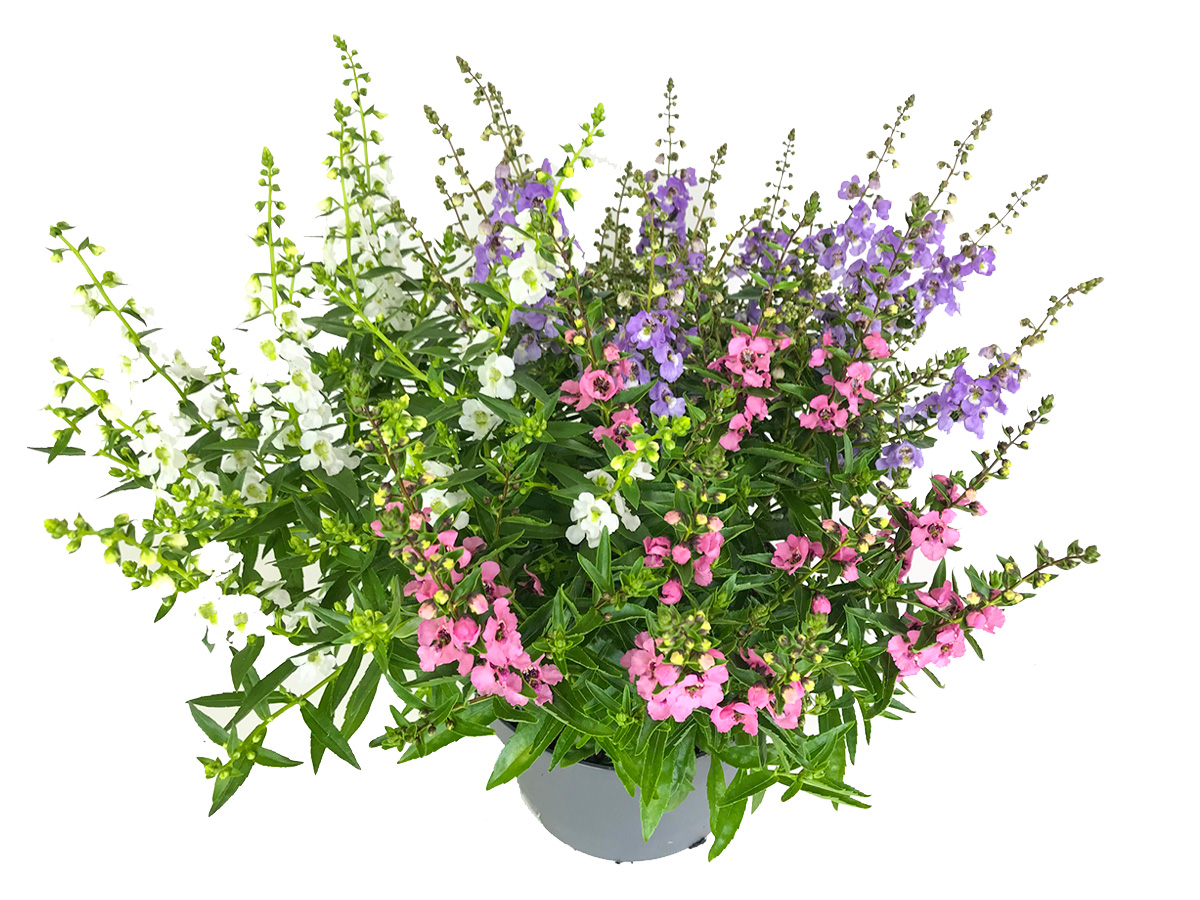 Gartenbau-Bruex_Angelonia_T13_T19