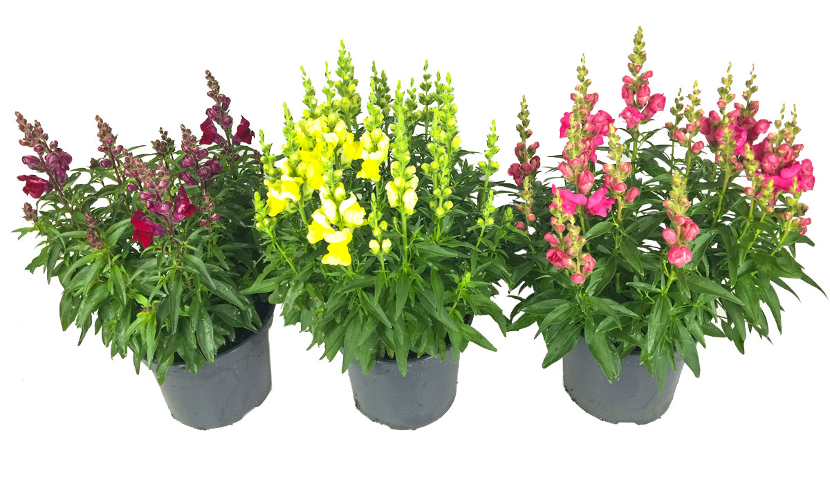 Gartenbau-Bruex_Antirrhinum_T13_T19
