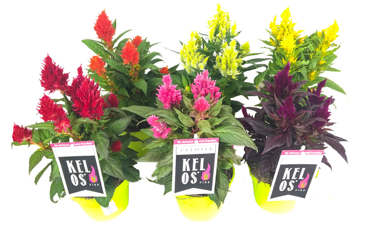 Gartenbau-Bruex_Celosia_T13_T19