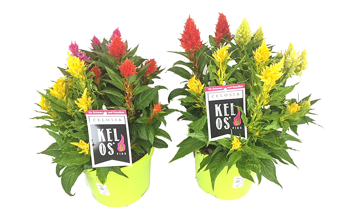 Gartenbau-Bruex_Celosia_Trio_T13_T19