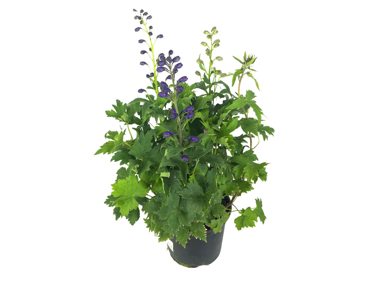 Gartenbau-Bruex_Delphinium_T19