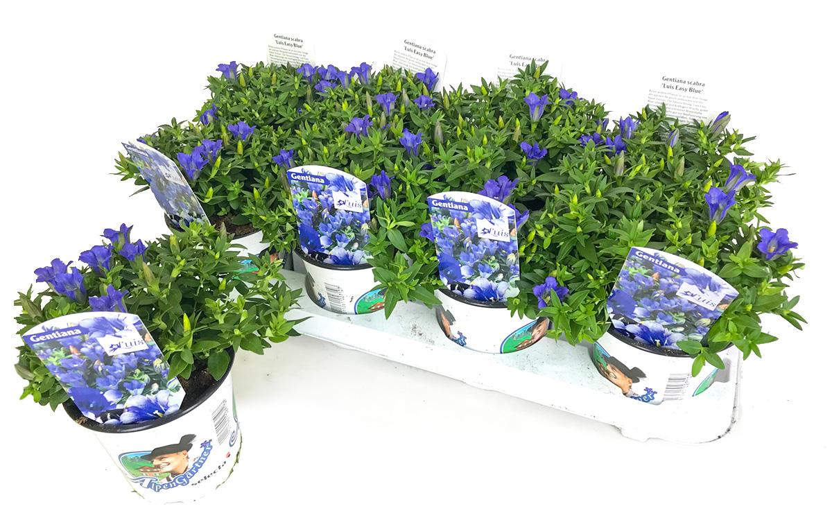 Gartenbau-Bruex_Enzian-Luis_T12