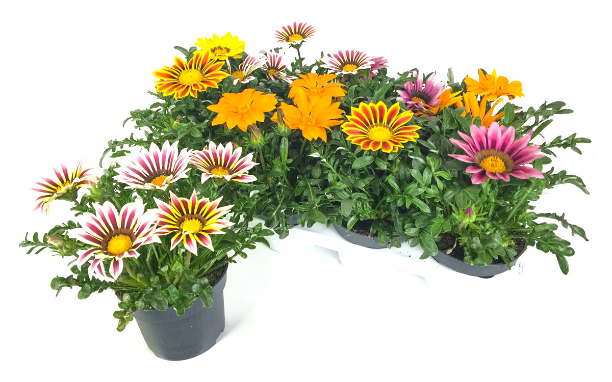 Gartenbau-Bruex_Gazania_Kiss_T13