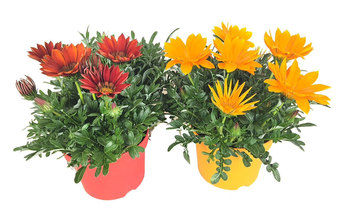 Gartenbau-Bruex_Gazania_Kiss_T19
