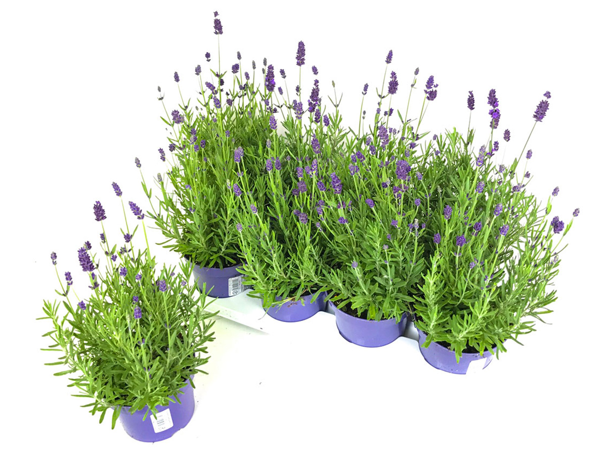 Gartenbau-Bruex_Lavendel_T13_T19