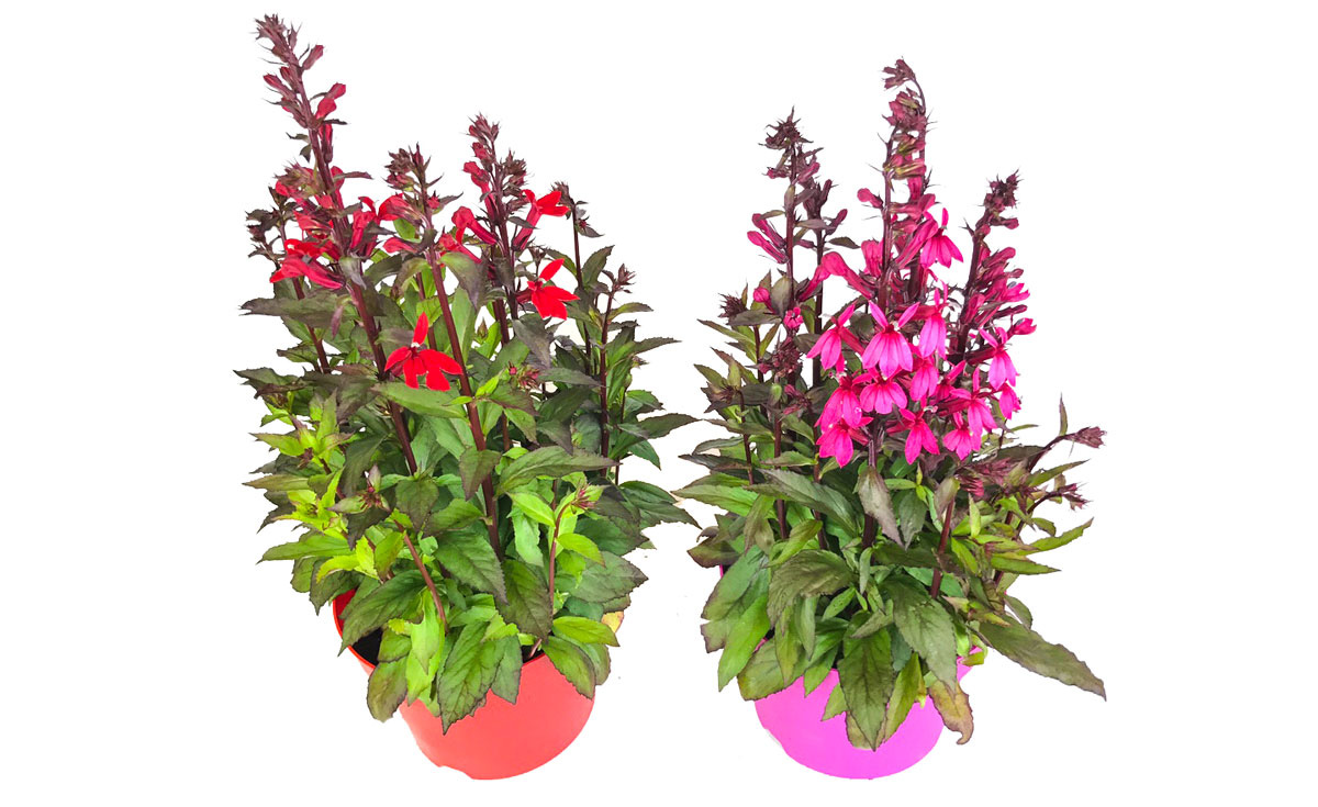 Gartenbau-Bruex_Lobelia-speciosa_T13_T19