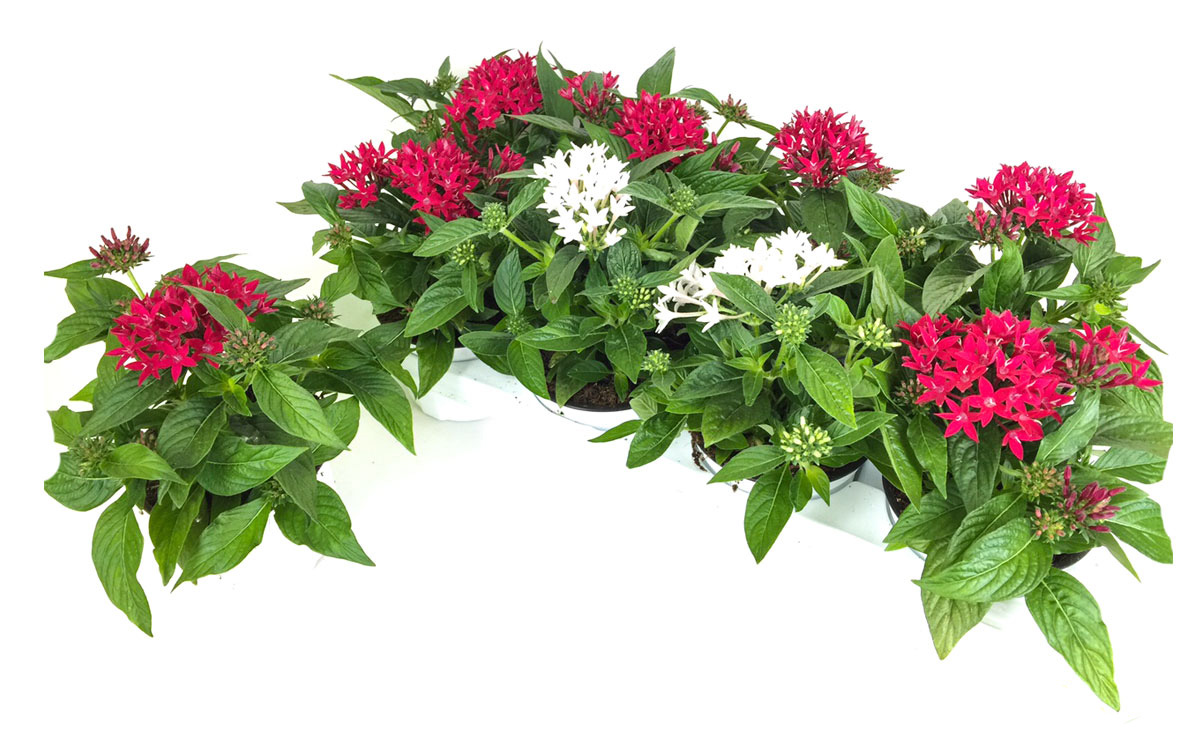 Gartenbau-Bruex_Pentas_T13_T19