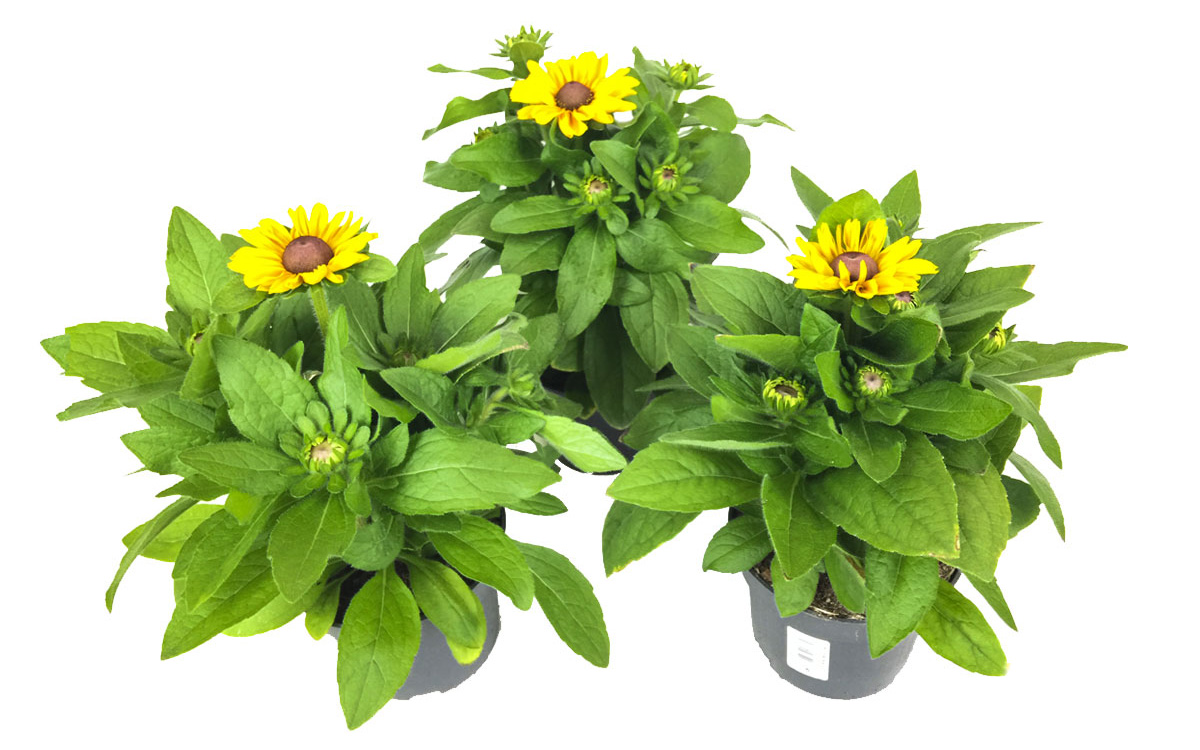 Gartenbau-Bruex_Rudbeckia_T13