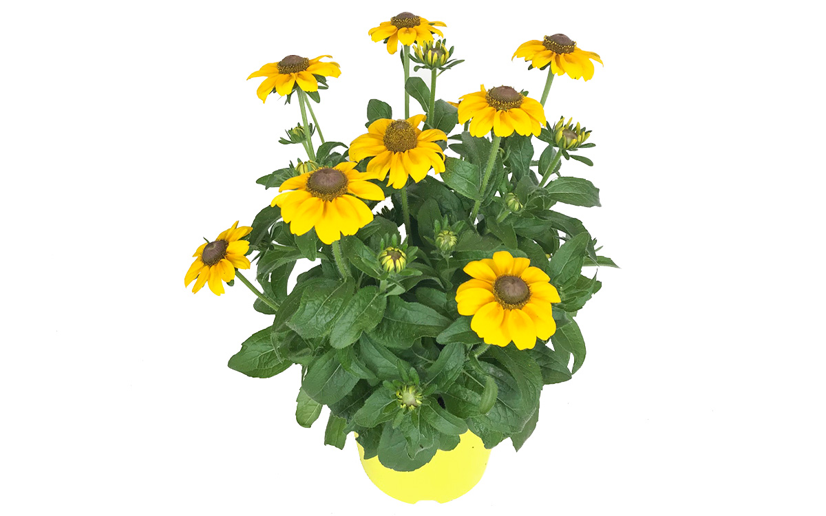 Gartenbau-Bruex_Rudbeckia_T19