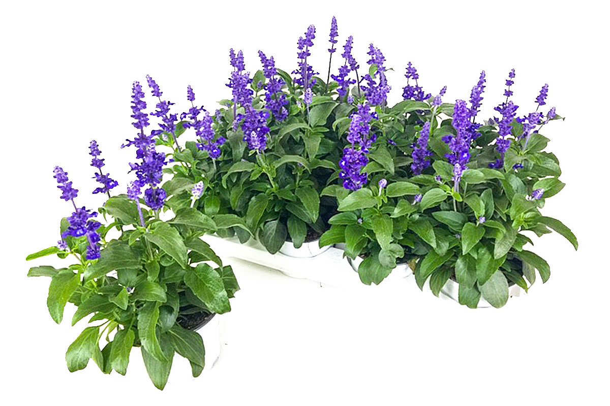 Gartenbau-Bruex_Salvia_T13