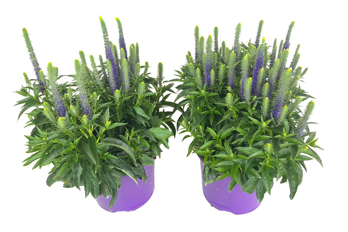 Gartenbau-Bruex_Veronica-spicata_T19